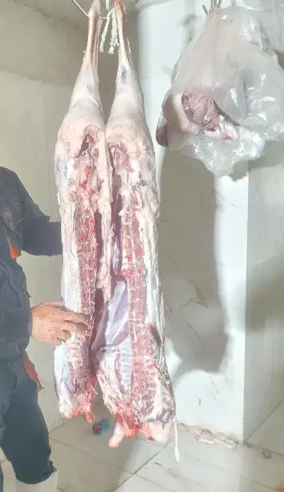 گوشت گوسفندی. گوسفندزنده. قصابی درمحل|حیوانات مزرعه|کرمان, |دیوار