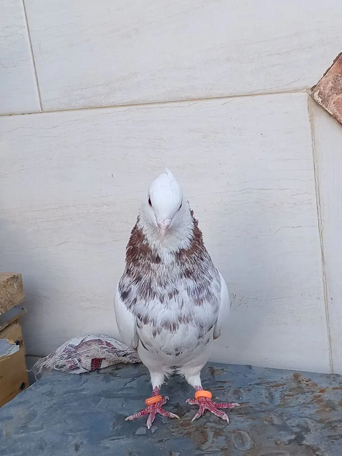 کبوتر|پرنده|نجف‌آباد, یزدانشهر|دیوار