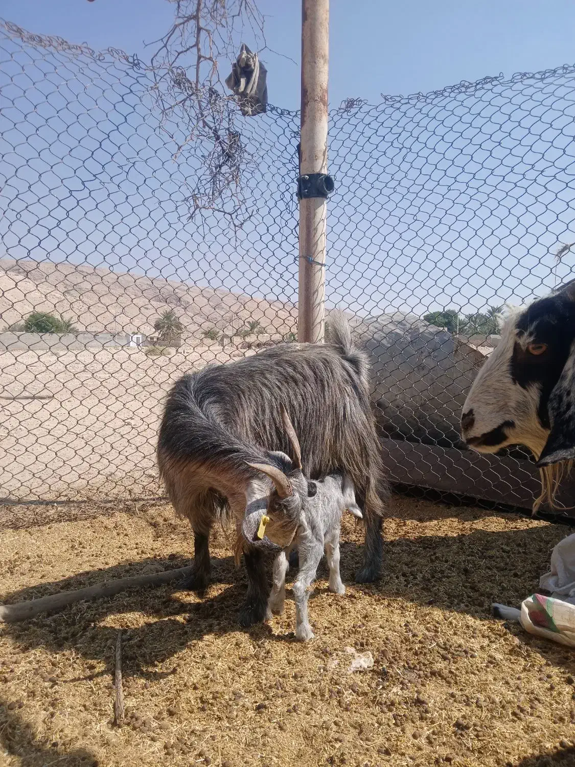 بز داشتی کهره دار|حیوانات مزرعه|اوز, |دیوار