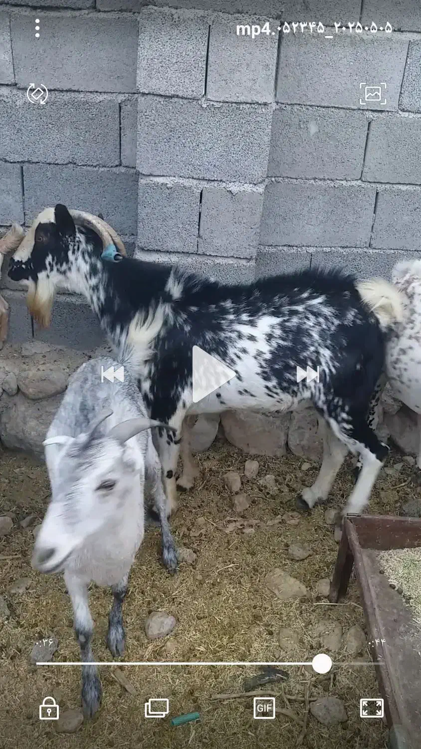 نری گم شده|حیوانات|بندرعباس, |دیوار