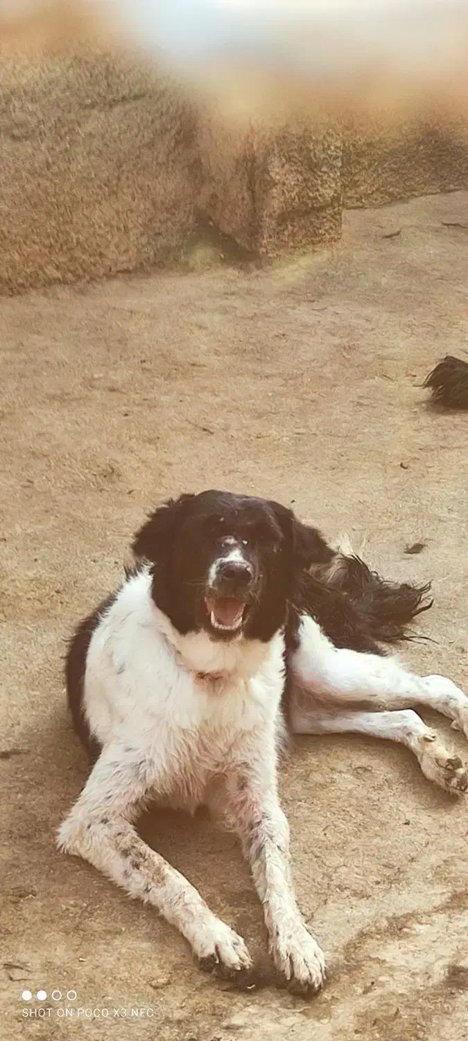 واگذاری سگ گله|سگ|نجف‌آباد, حومه نجف آباد|دیوار