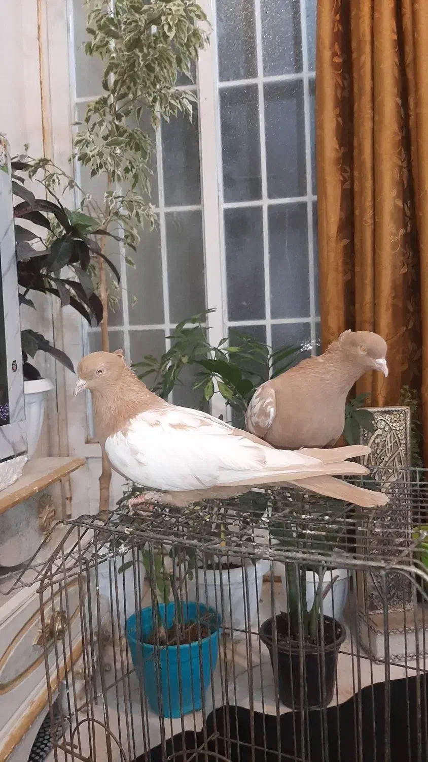 یک جفت سینه زرد|پرنده|کاشان, لتحر|دیوار