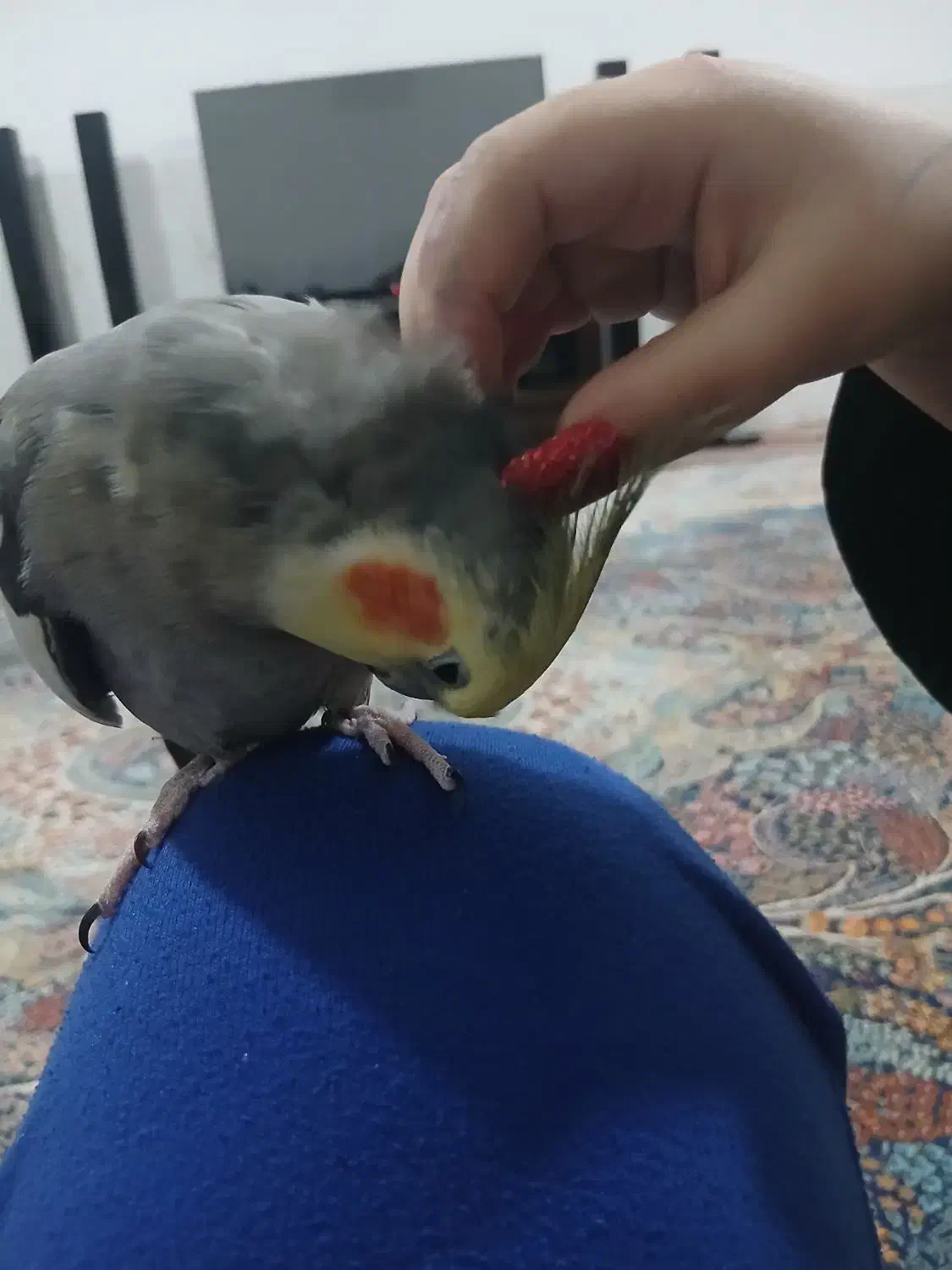 دستی وسخنگو|پرنده|ماهدشت, |دیوار