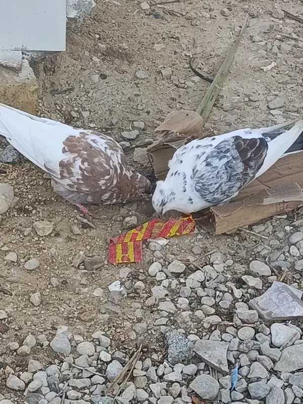 کبوتر|پرنده|سیمکان, |دیوار