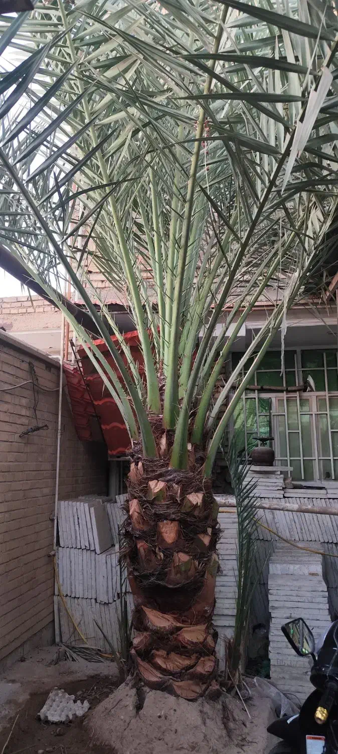 نخل برخی|گل و گیاه طبیعی|اهواز, بهارستان|دیوار