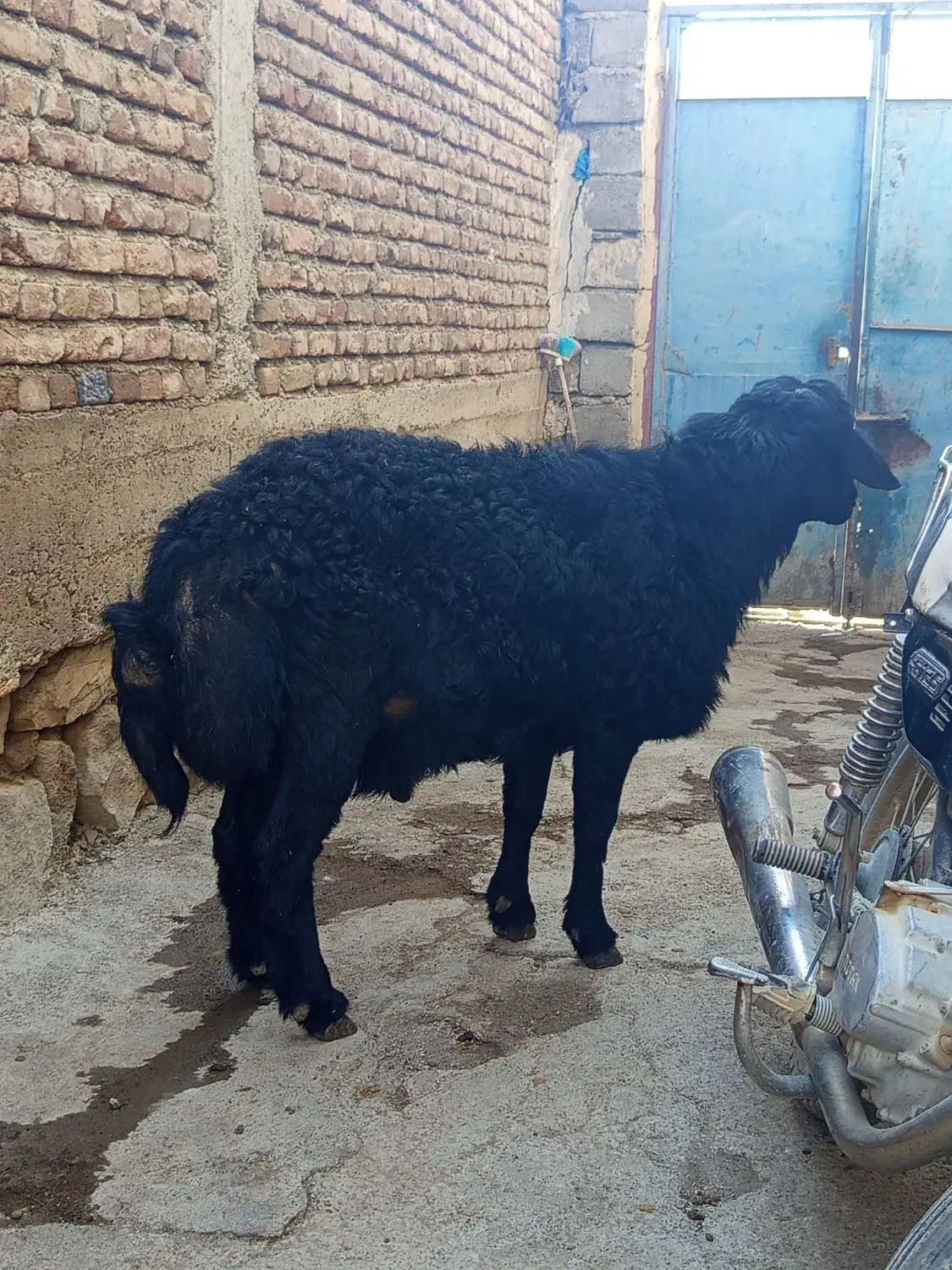 قوچ یک سال|حیوانات مزرعه|امام, |دیوار