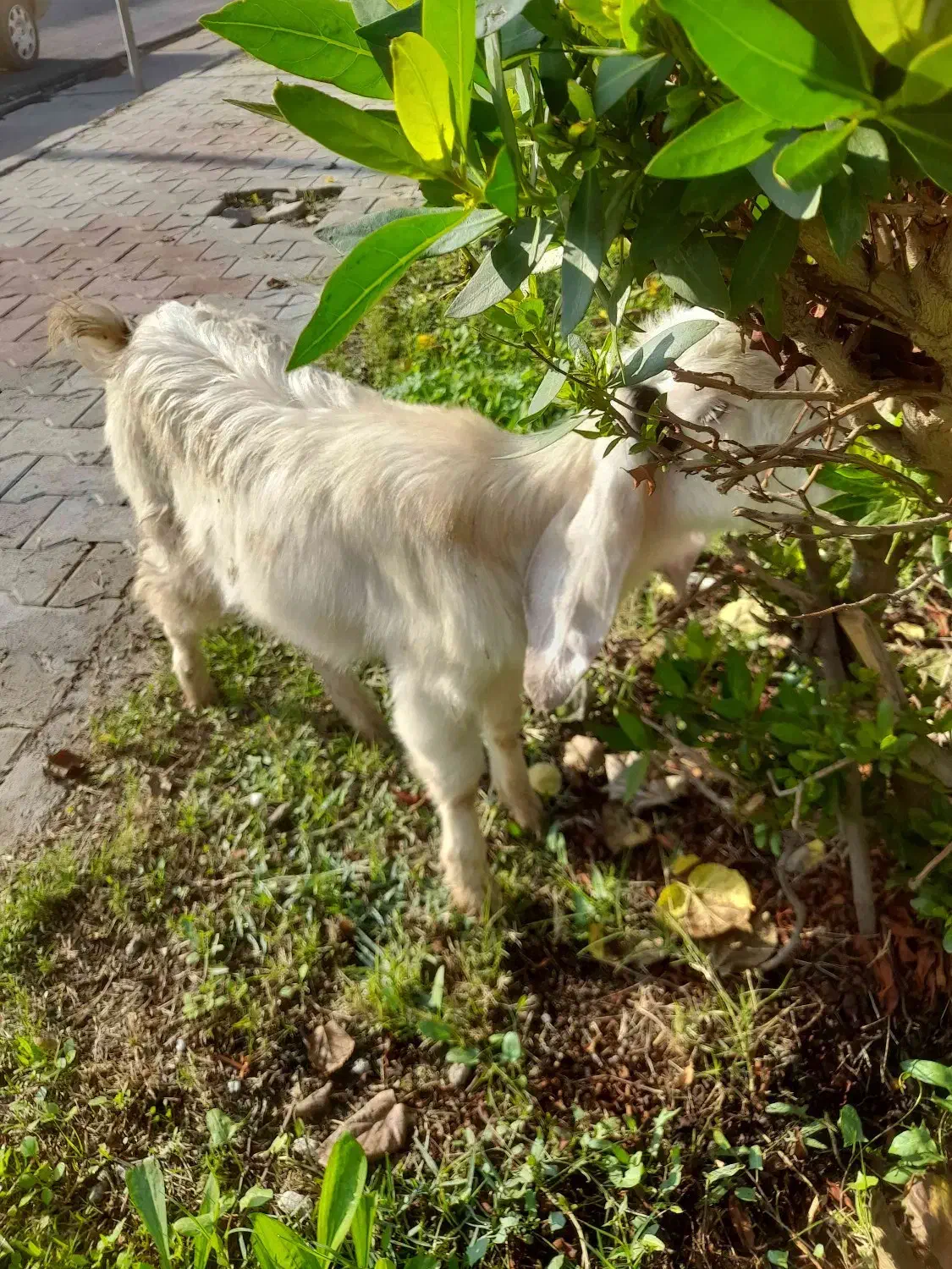 فروش بزغاله درشوش|حیوانات مزرعه|شوش, |دیوار