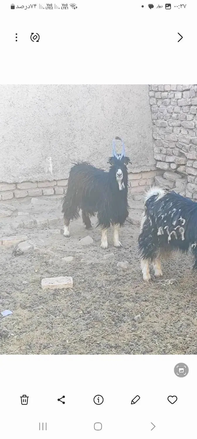 فروش یک عدد بز ویک عدد بزغاله نربزی|حیوانات مزرعه|جوادآباد, |دیوار