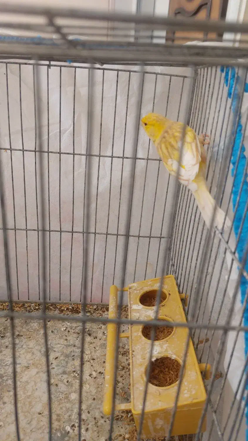 فروش دو عدد قناری|پرنده|تاکستان, |دیوار