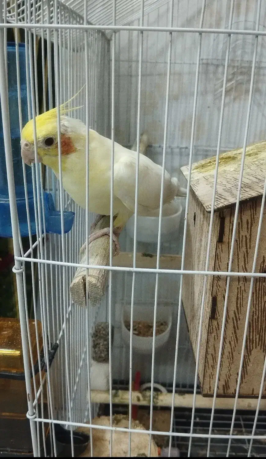 5عدد عروس هلندی سالم و سرحال|پرنده|ری, سیزده آبان|دیوار