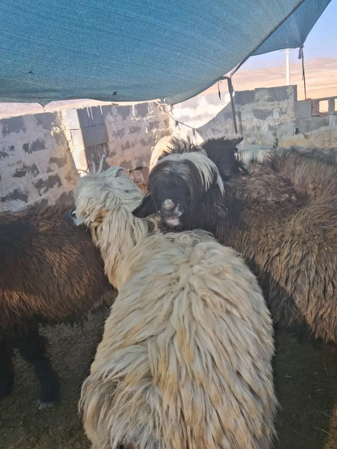 میش بره نر|حیوانات مزرعه|پاسارگاد, |دیوار