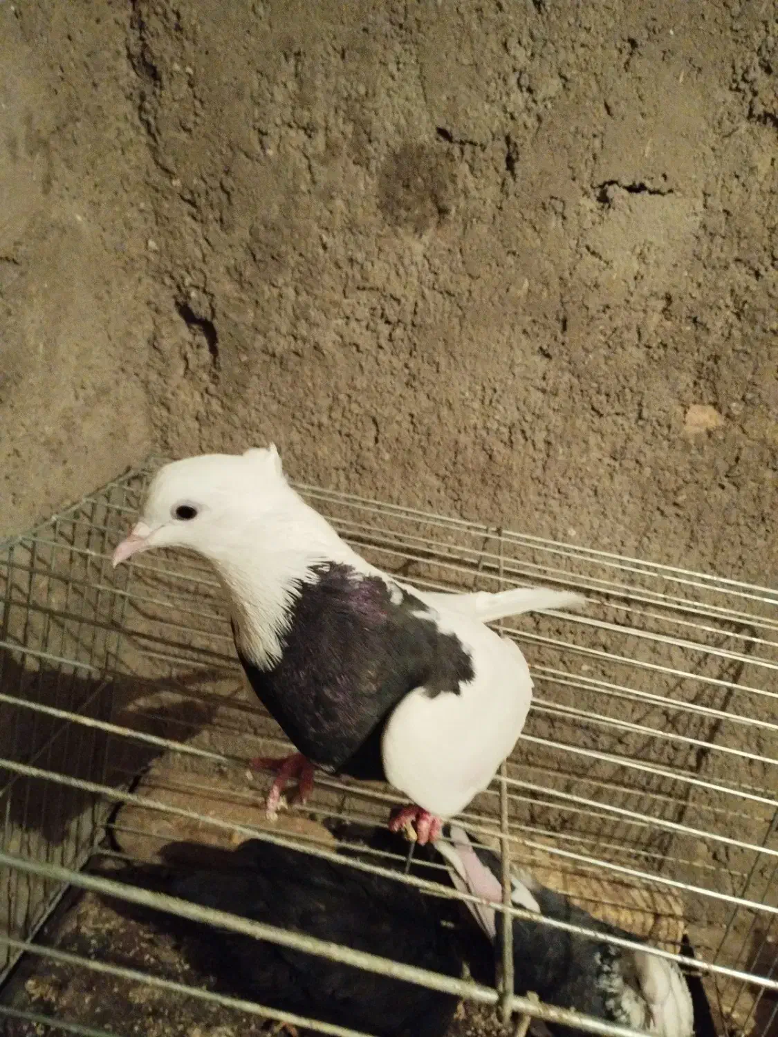 کبوتر|پرنده|دلیجان, |دیوار