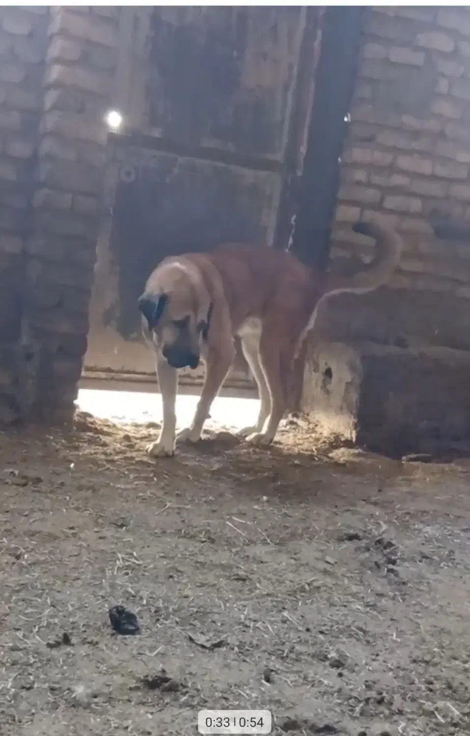 سگ گمشده عراقی|حیوانات|اشتهارد, |دیوار