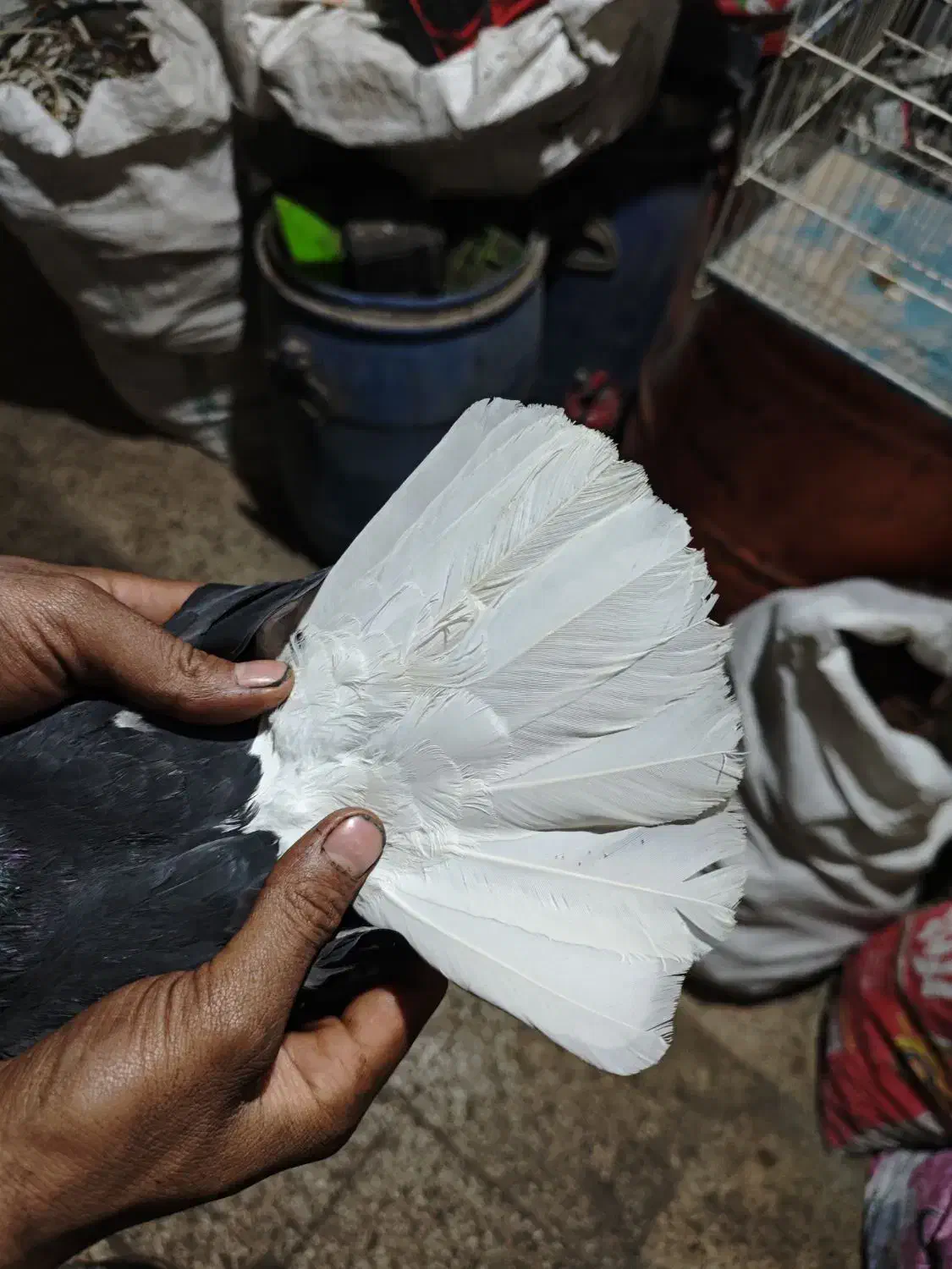 کرباتی دم سفید|پرنده|مشهد, هفده شهریور|دیوار