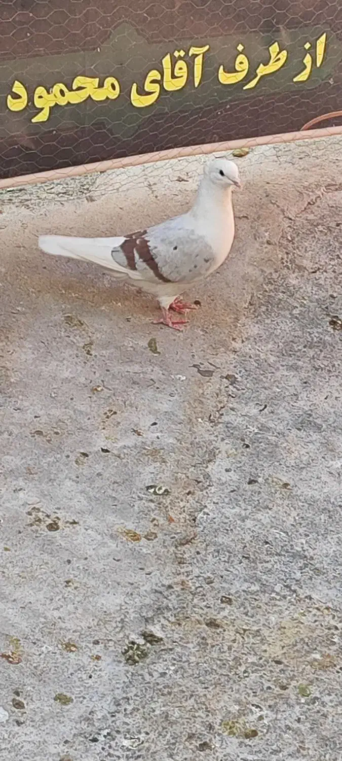 کبوتر|پرنده|الشتر, |دیوار