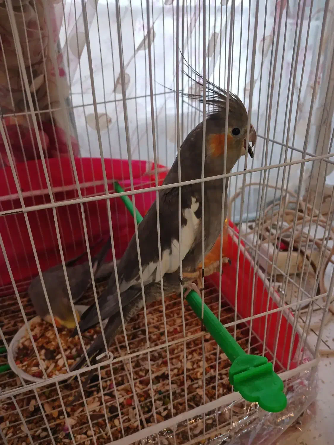 عروس هلندی نروماده|پرنده|مشهد, ایثارگران|دیوار