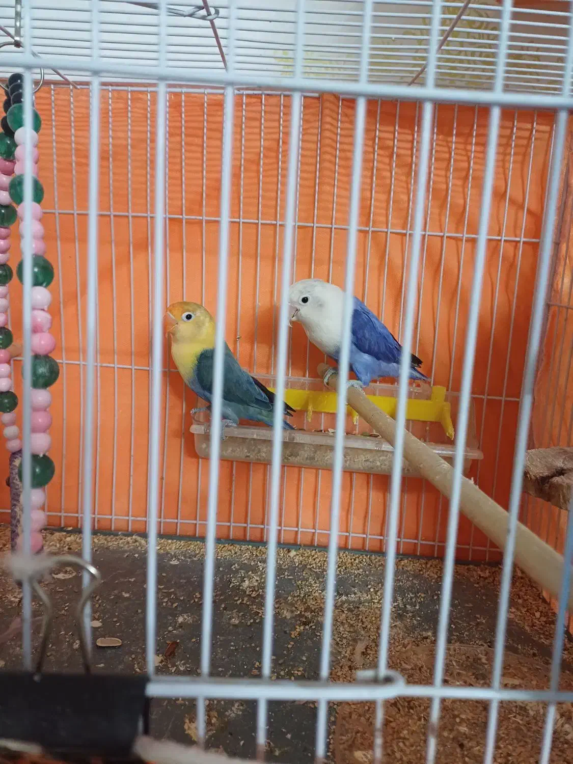 طوطی برزیلی|پرنده|مهریز, |دیوار