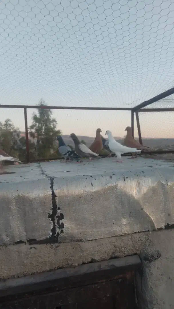 کبوتر شب بازی|پرنده|شیراز, تندگویان|دیوار