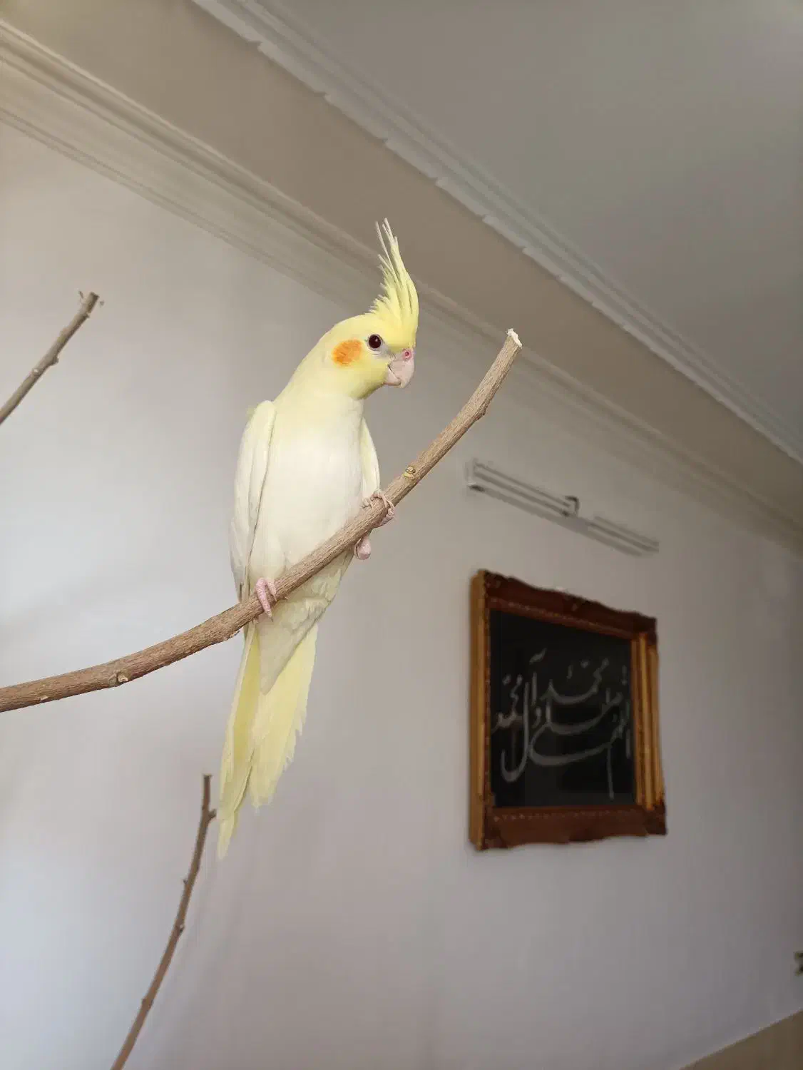 عروس هلندی ماده زعفرانی|پرنده|اصفهان, ارغوانیه|دیوار