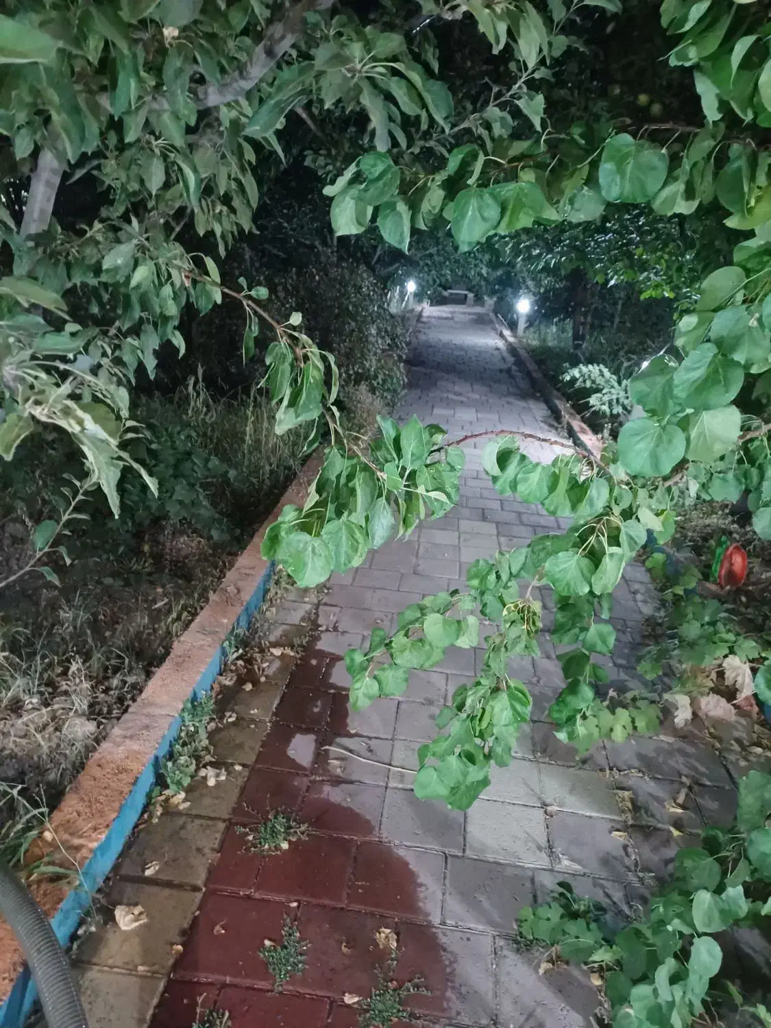 باغ 800متری حیدره بالای شهر با کنتور برق شخصی|فروش خانه و ویلا|همدان, |دیوار