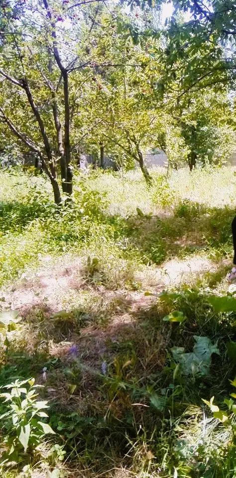 باغ|فروش زمین و ملک کلنگی|فیرورق, |دیوار