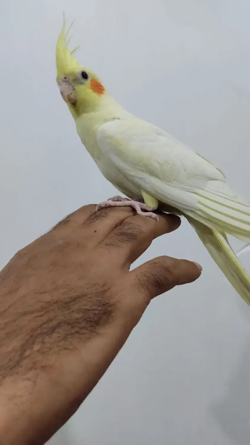 عروس هلندی|پرنده|کردکوی, |دیوار