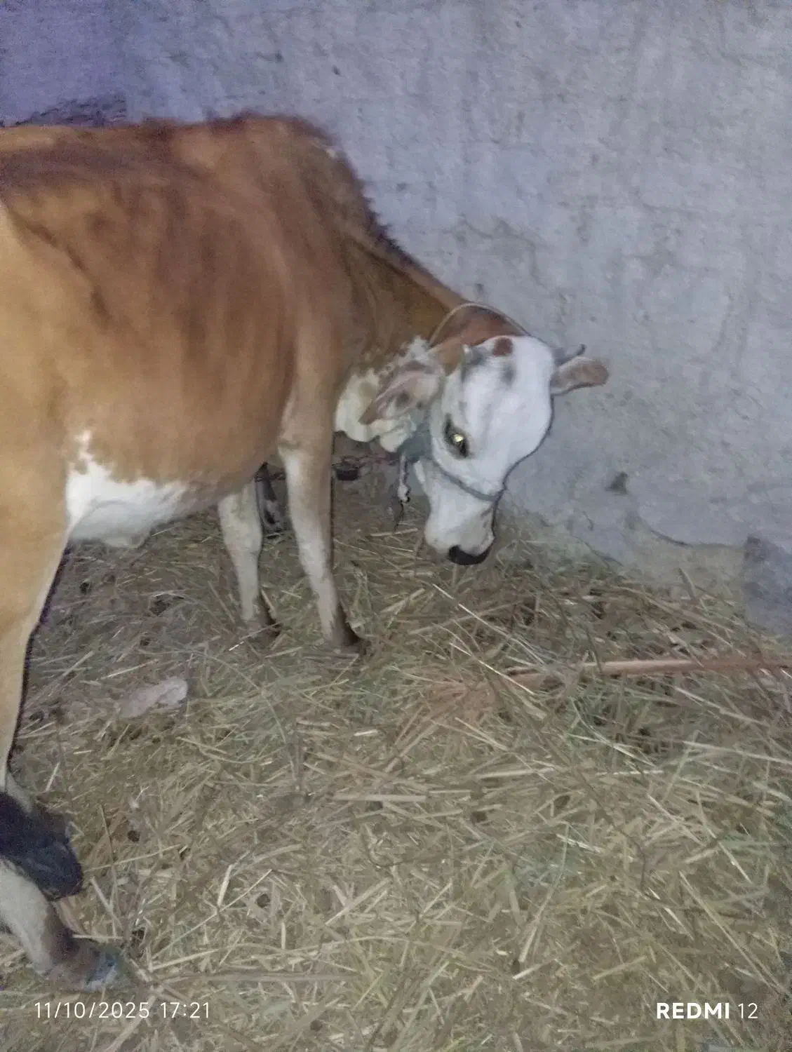 گاو فروشی با گوساله  یا معاوضه فقط فوری فوری|حیوانات مزرعه|سراوان, |دیوار