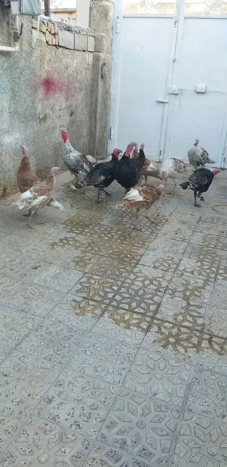 بوقلمون|حیوانات مزرعه|چرداول, |دیوار