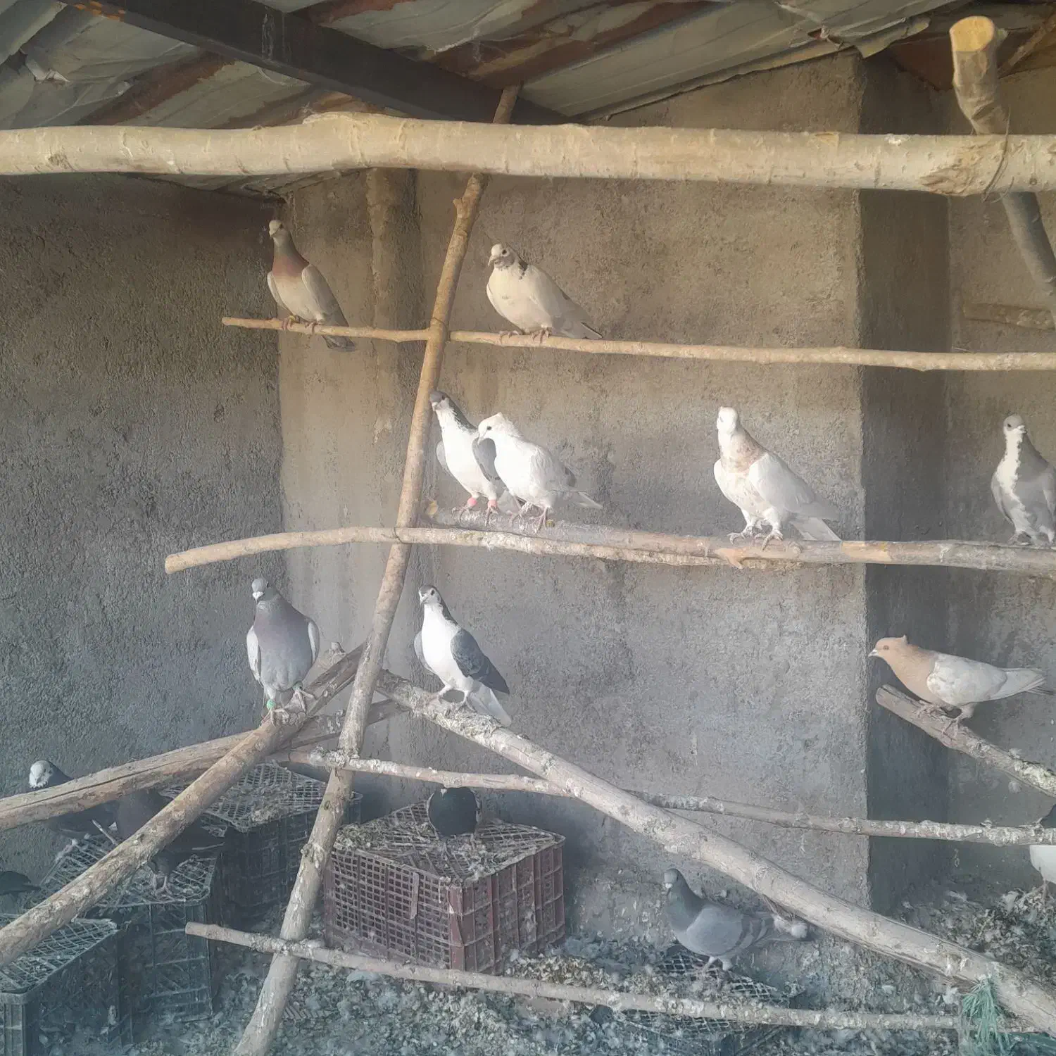 پرنده رنگی|پرنده|مبارکه, |دیوار