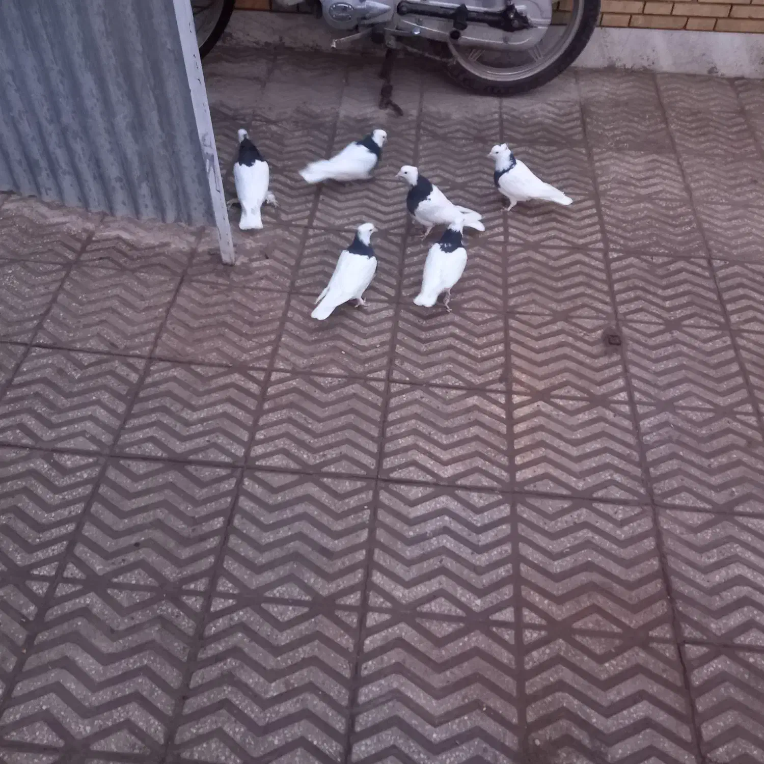 کبوتر طوقی|پرنده|یزد, |دیوار