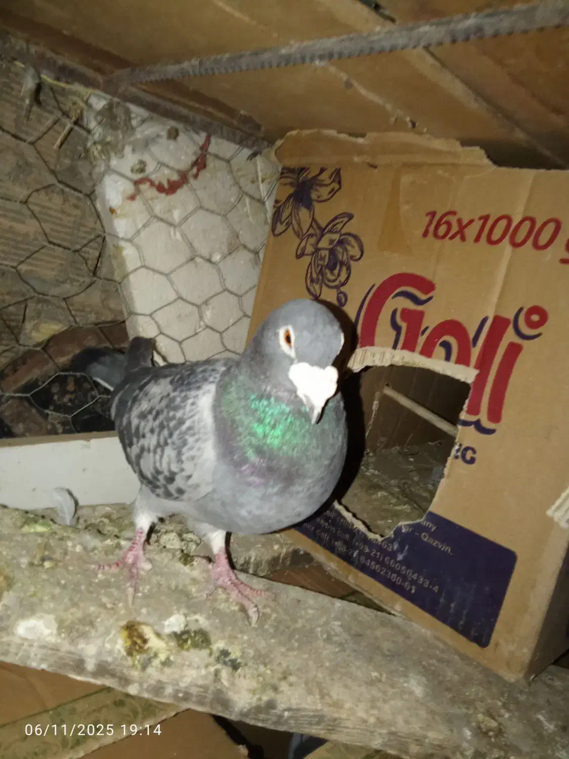 پرنده فروشی میرآباد کردشت|پرنده|ریگان, |دیوار