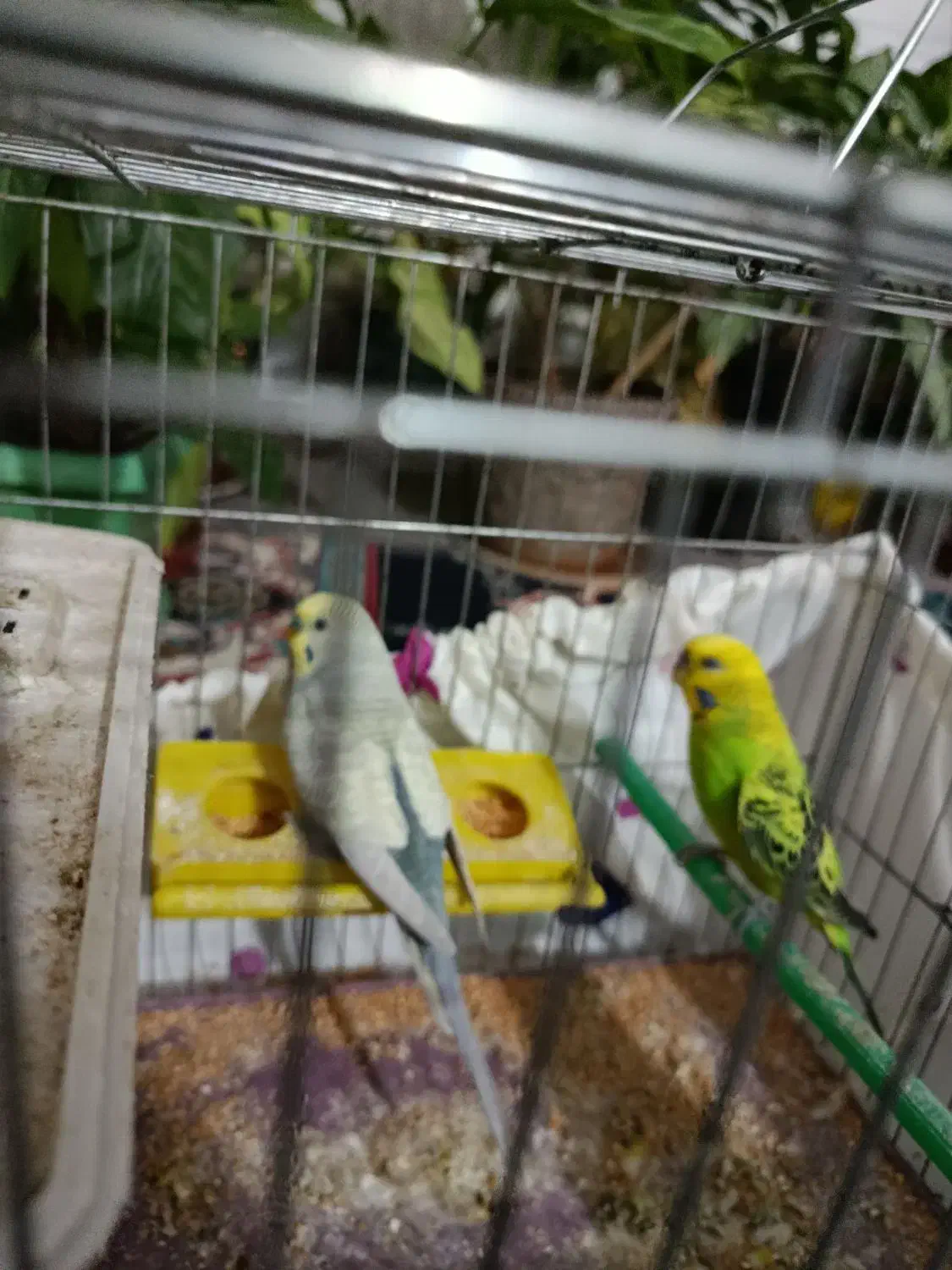 مرغ عشق|پرنده|مرودشت, کناره|دیوار