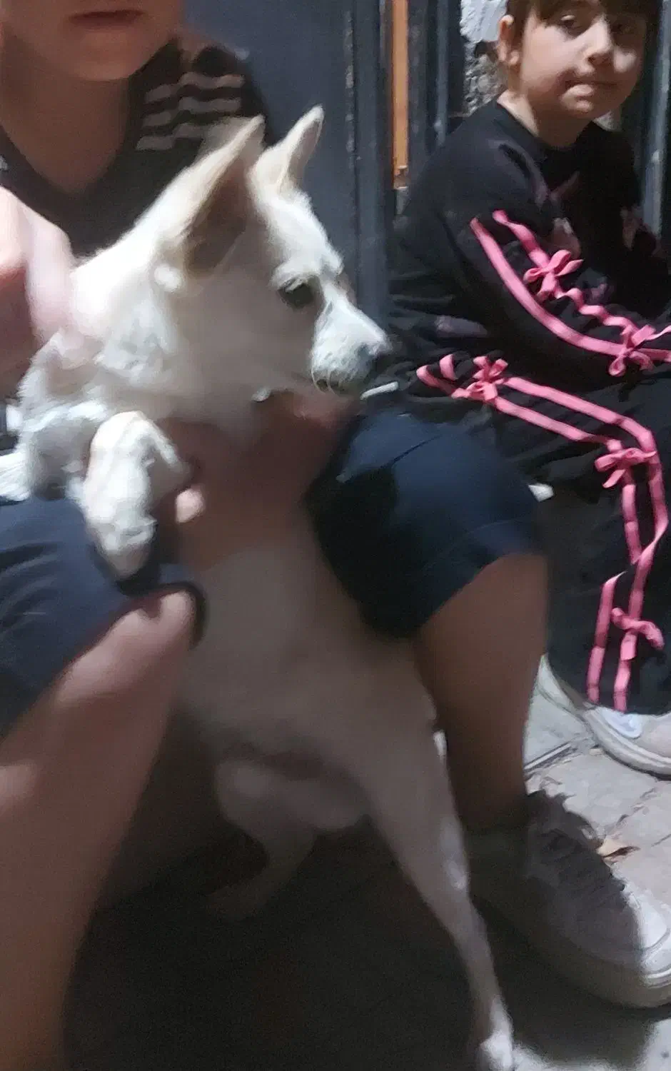 سگ اشپیتز|سگ|سیرجان, |دیوار