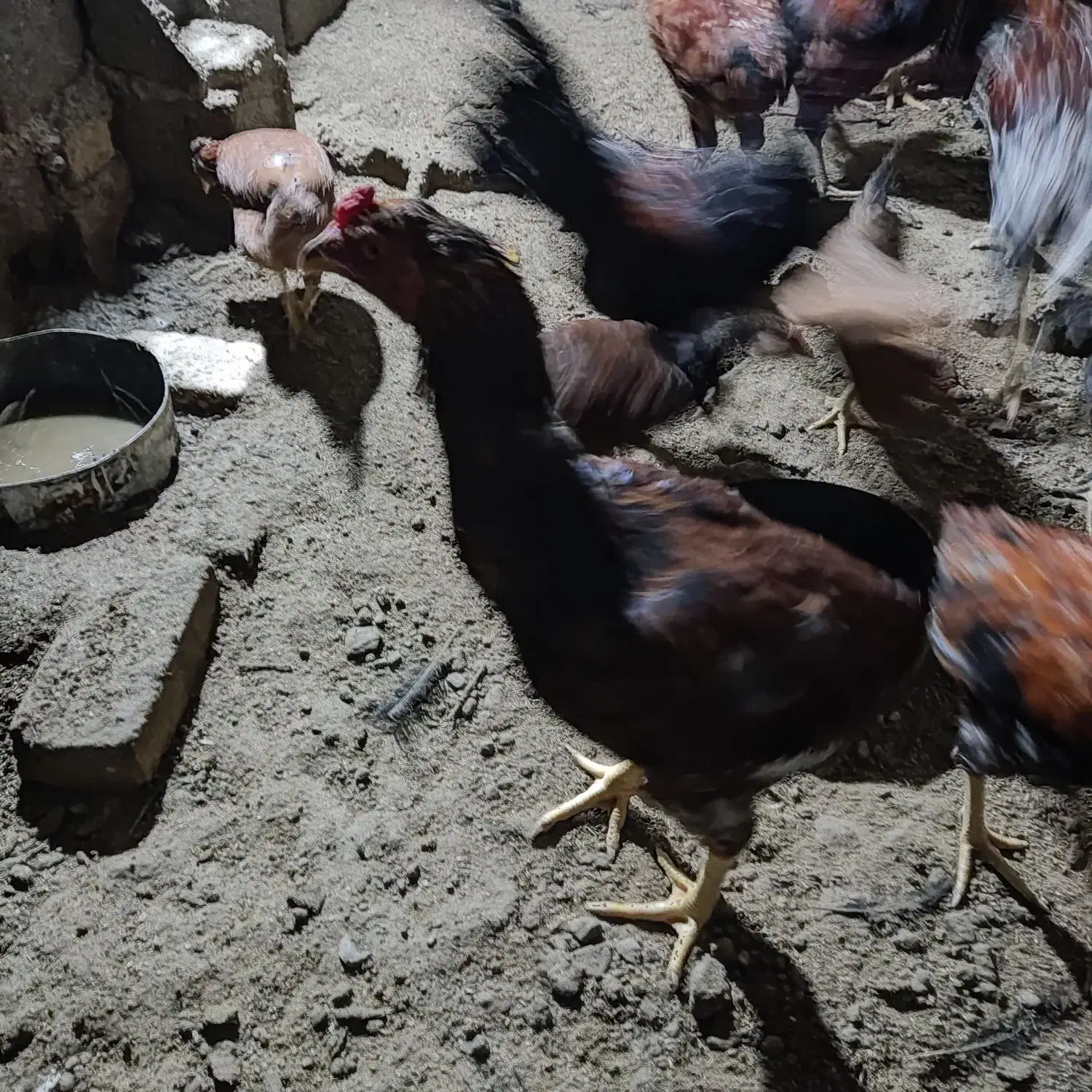 مرغ خروس لاری گلین|حیوانات مزرعه|هشتگرد, شهرک ایران خودرو|دیوار