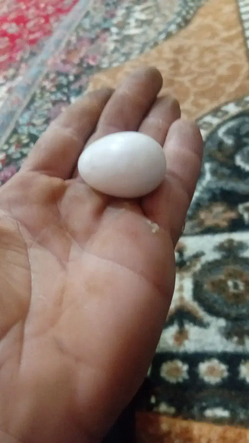 این|عمده‌فروشی|فیرورق, |دیوار