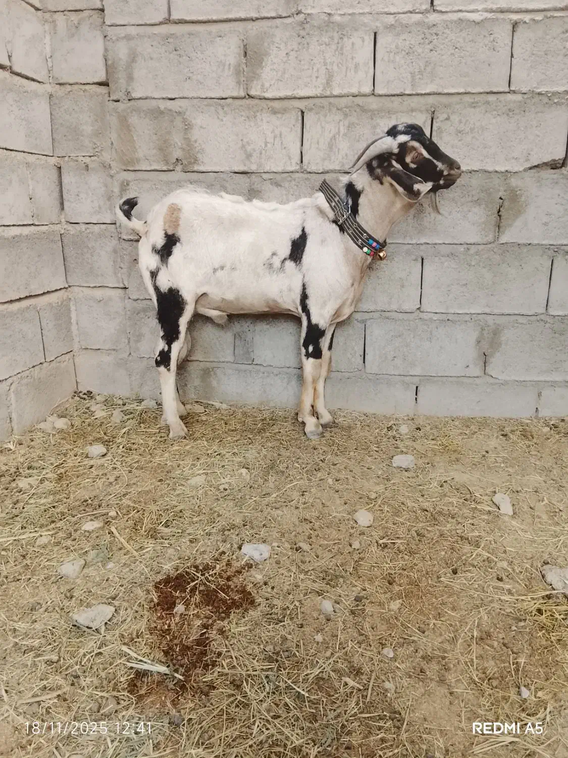 کهره|حیوانات مزرعه|میناب, |دیوار