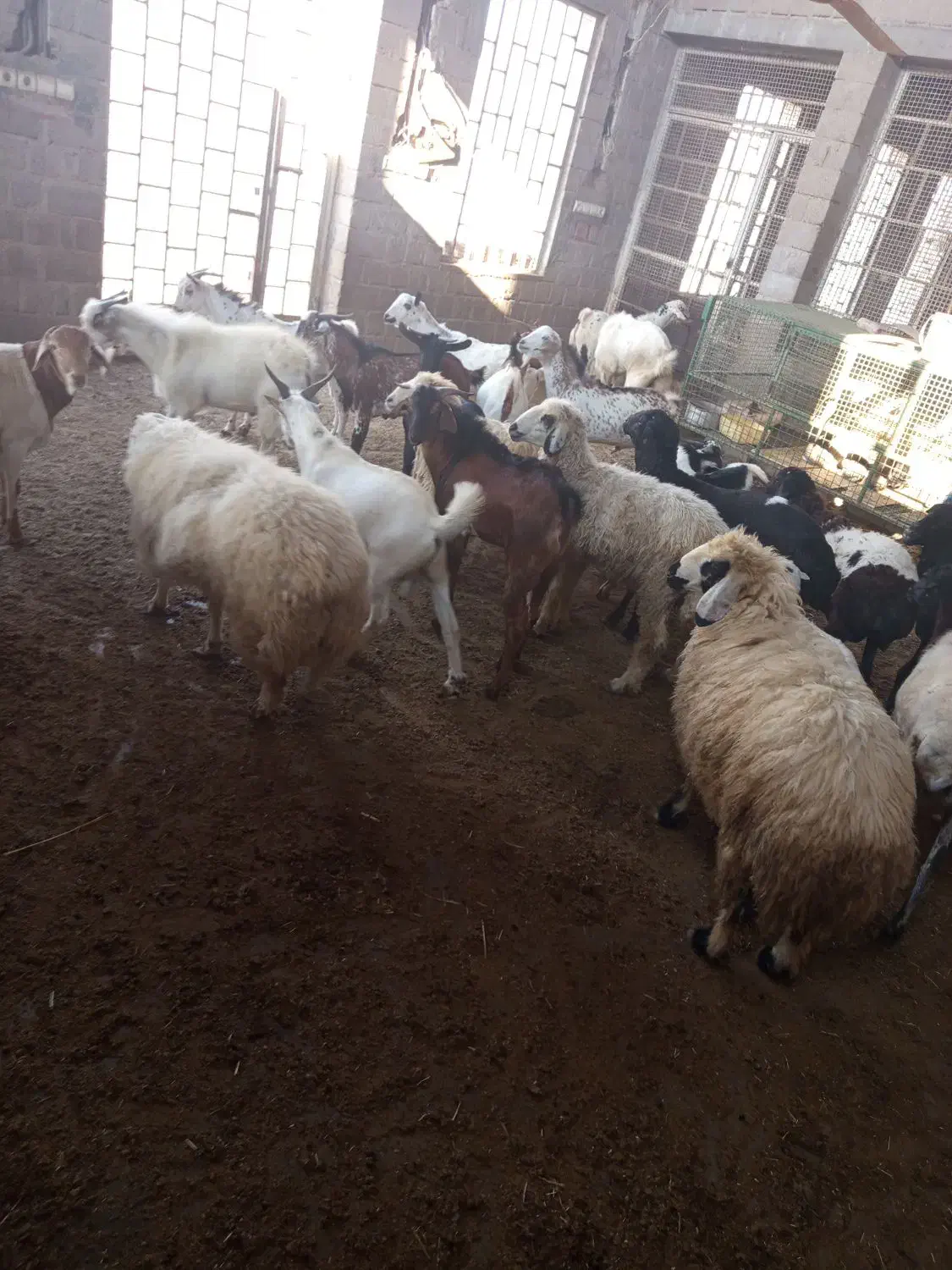 کهره وبره وبزصومال با کهره نر مخصوص داشت|حیوانات مزرعه|قشم, |دیوار