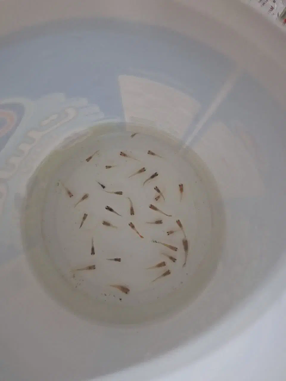 فروش ماهی گوپی و بچه ماهی گوپی زیر قیمت|ماهی|یزد, |دیوار