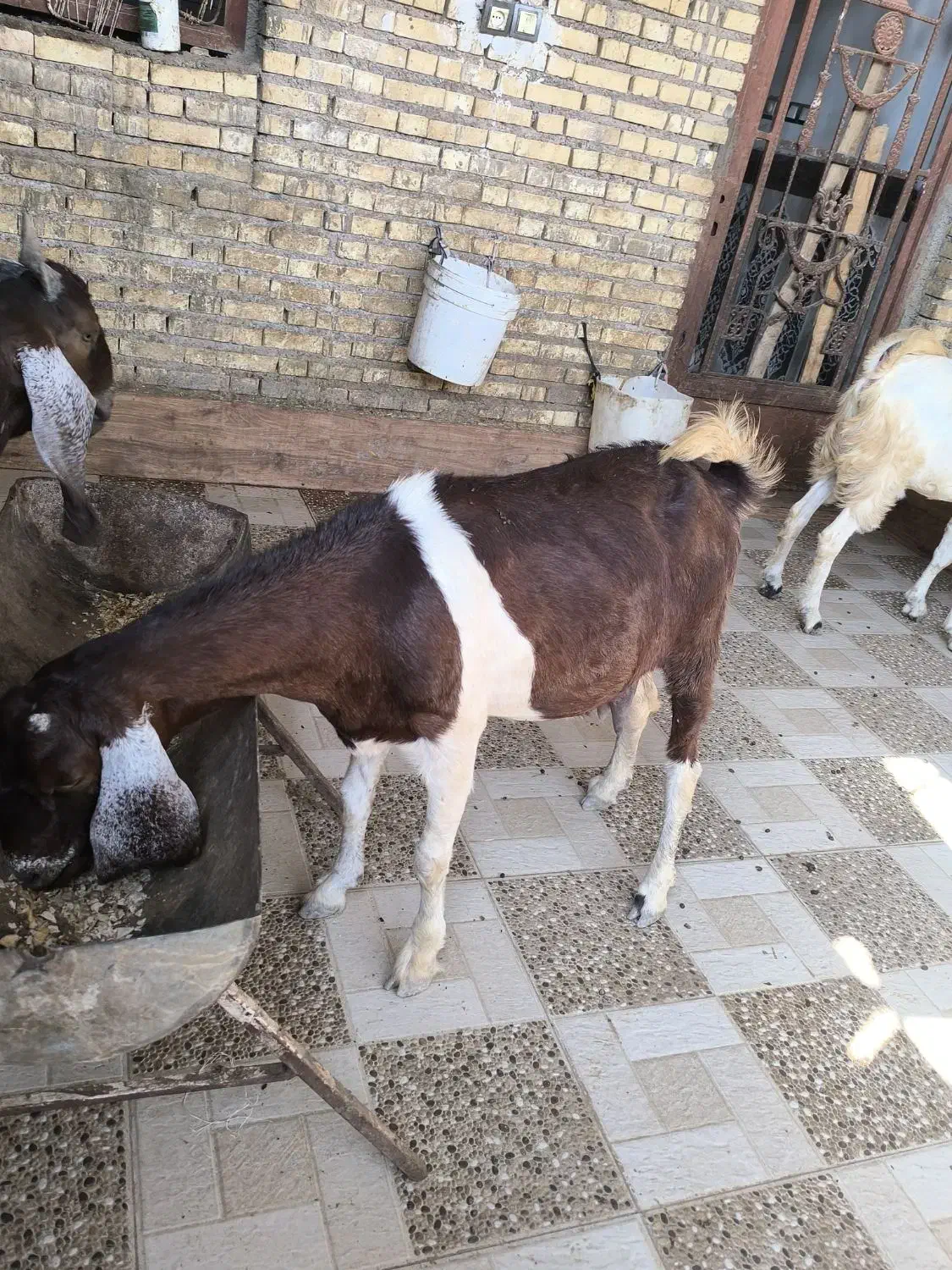 بزماده|حیوانات مزرعه|خرمشهر, |دیوار