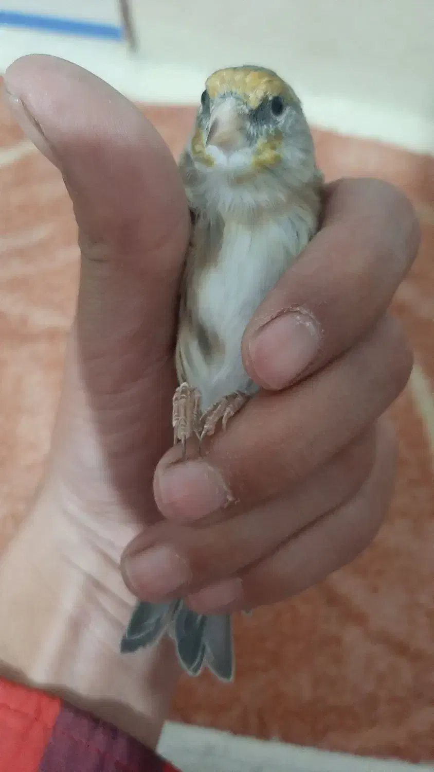 سهره قناری نر بخون|پرنده|نیر (اردبیل), |دیوار