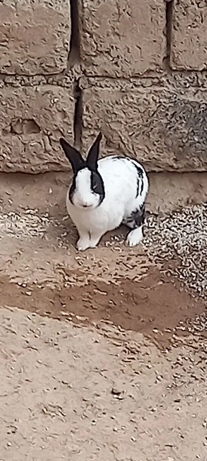 خرگوش|موش و خرگوش|کرمانشاه, |دیوار