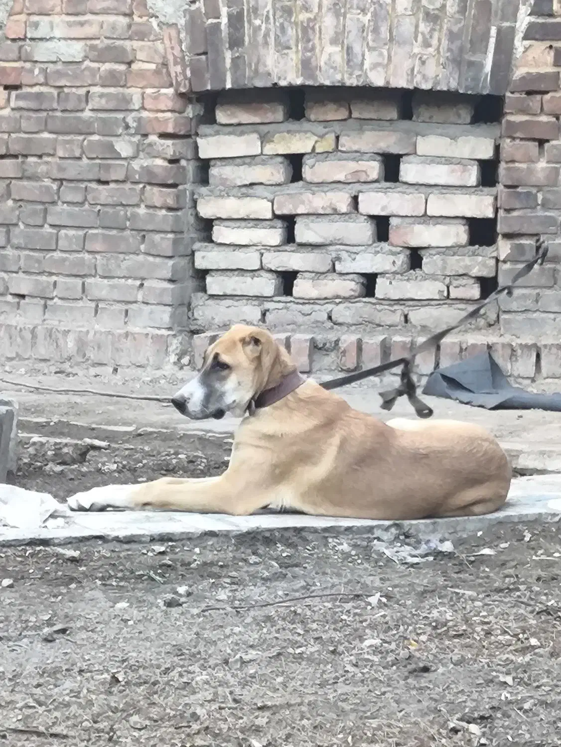 واگذاری ماده توله سگ نگهبان|سگ|تهران, فردوسی|دیوار