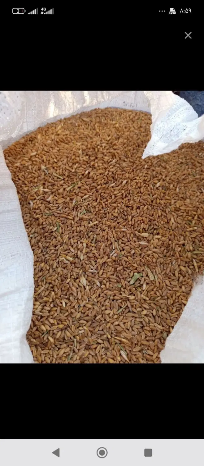 گندم|خوردنی و آشامیدنی|سده (خراسان جنوبی), |دیوار