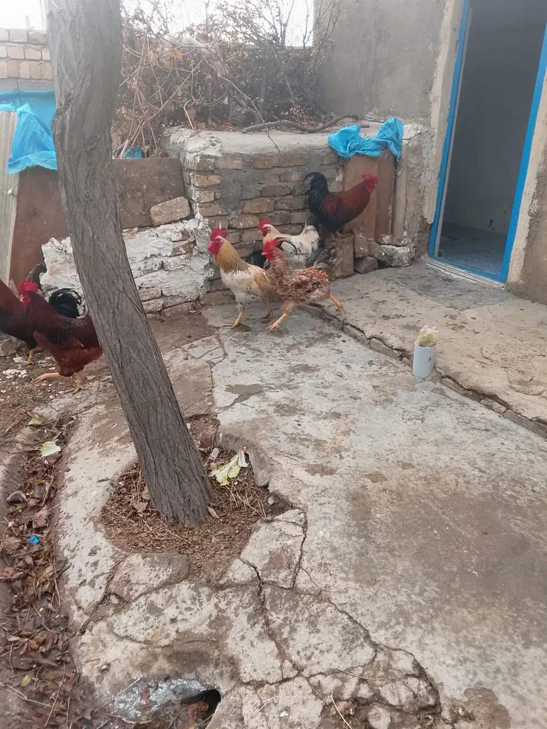 خروس|حیوانات مزرعه|قزوین, |دیوار