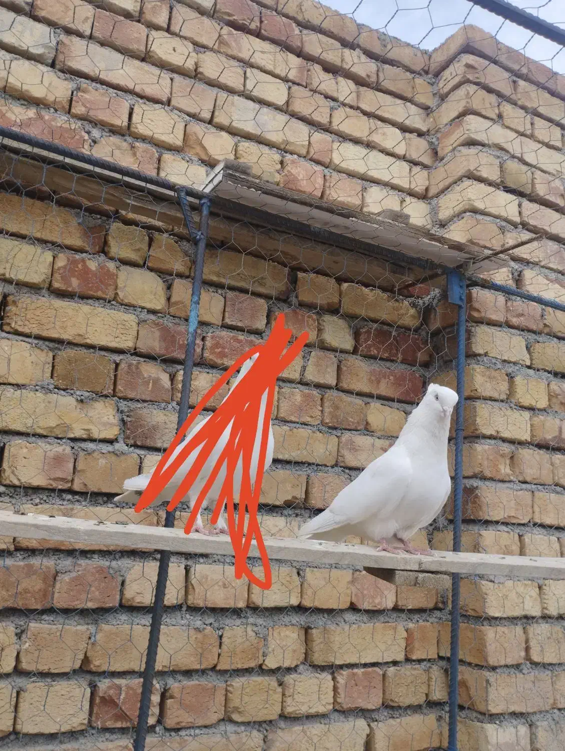 کبوتر|پرنده|ارومیه, |دیوار