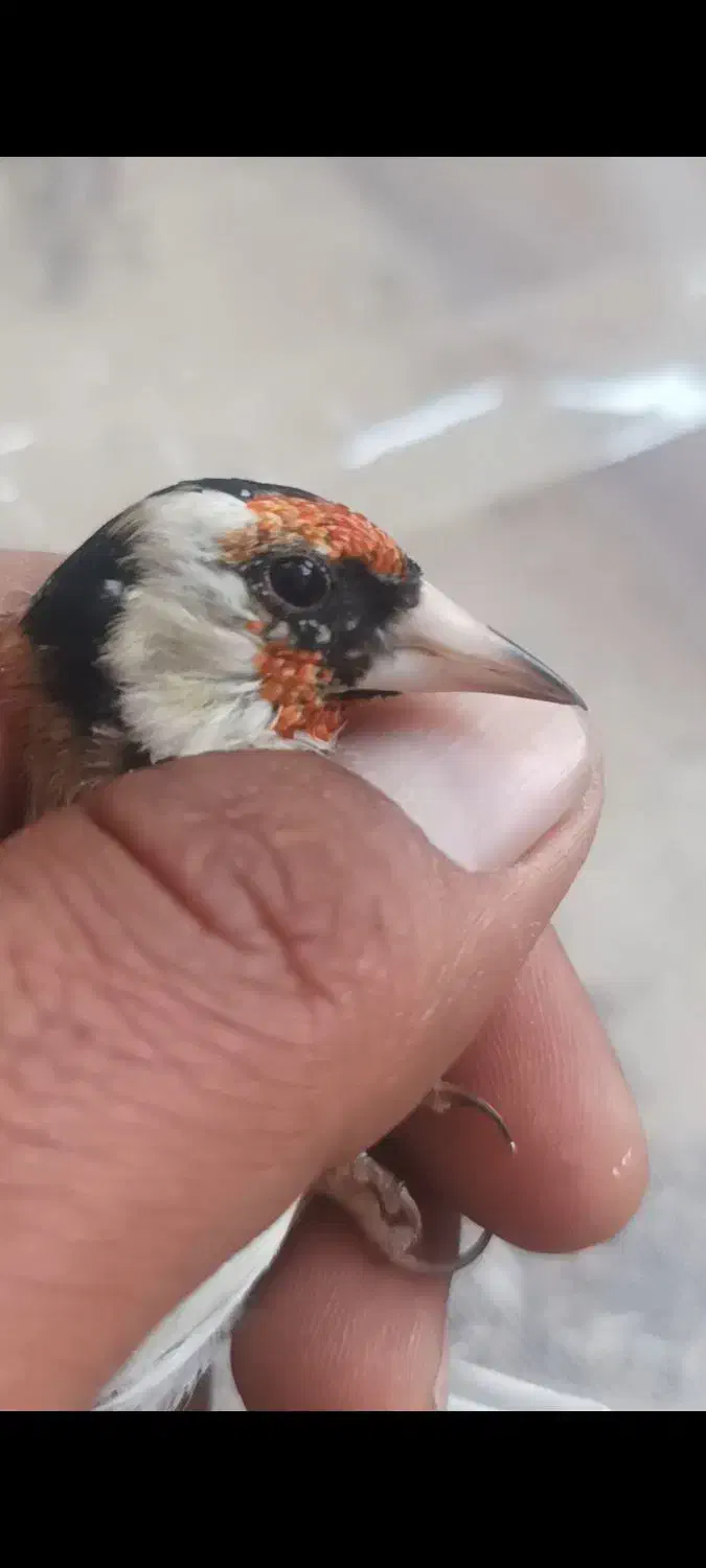 سهره|پرنده|اقلید, |دیوار