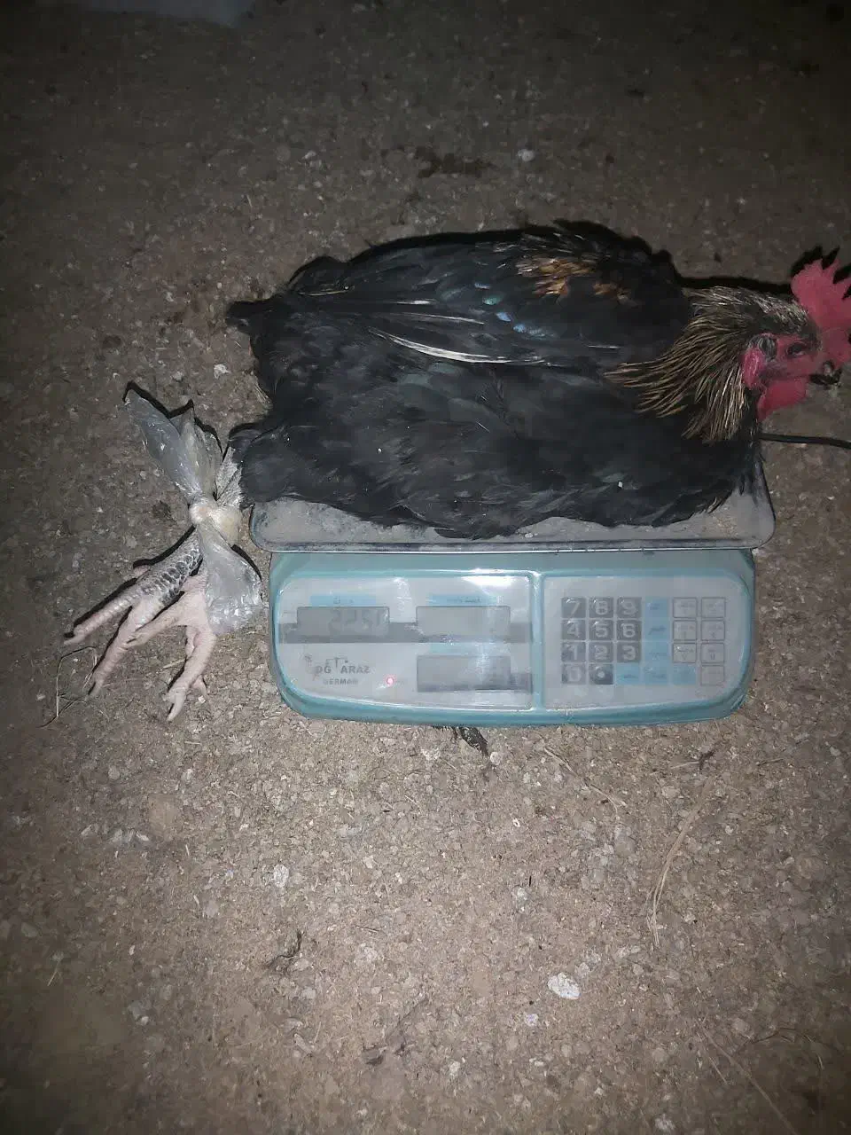 خروس محلی ۸عدد|حیوانات مزرعه|هادی شهر, |دیوار