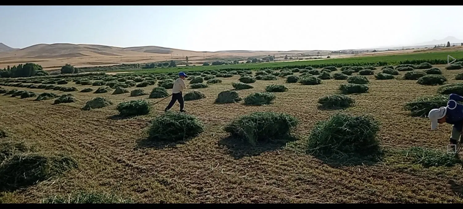 یونجه|خدمات باغبانی و درختکاری|باوله, |دیوار