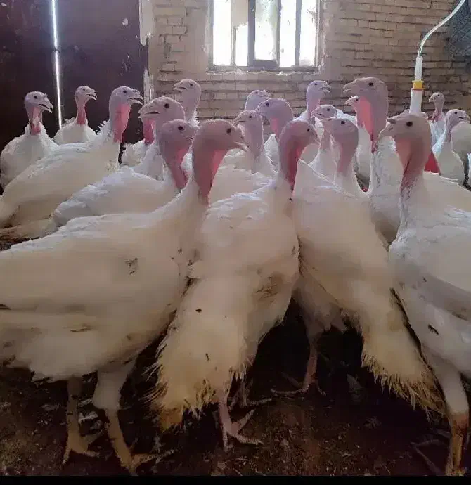 فروش بوقلمون زنده هرکدام 1/500/000|حیوانات مزرعه|سیرجان, |دیوار