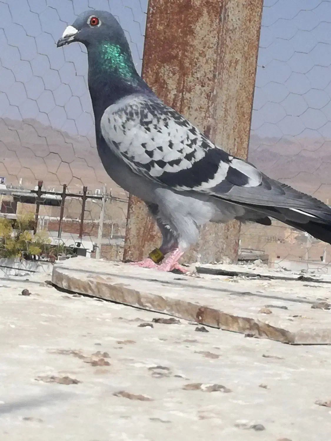 کبوتر|پرنده|بیرجند, |دیوار
